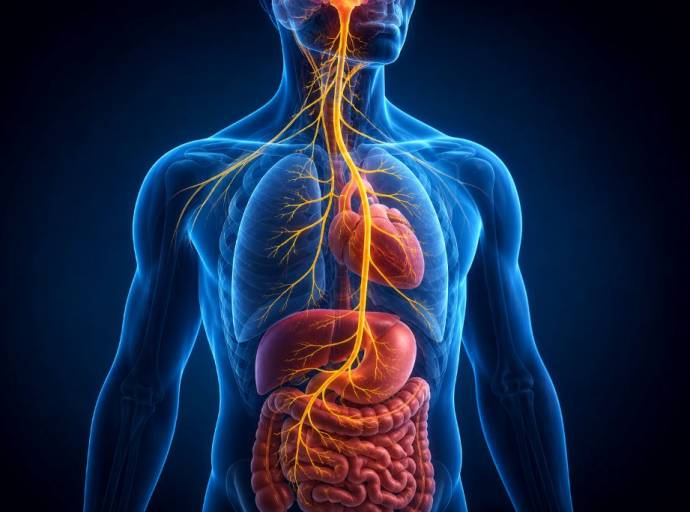 Nervo vago, il “filo” che collega cervello e corpo: cosa succede quando non funziona bene?
